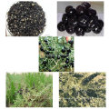 Mispel-organische Kräuter schwarzes Gojiberry